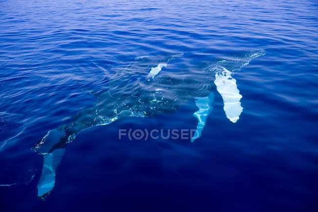 Горбатый кит под водой на Мауи, Гавайи, США — стоковое фото