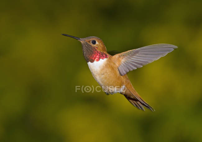 Hummingbird Rufous masculino em voo, close-up . — Fotografia de Stock