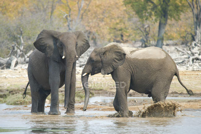 Elefantes juveniles africanos jugando en el pozo de agua en el Parque Nacional Etosha, Namibia - foto de stock