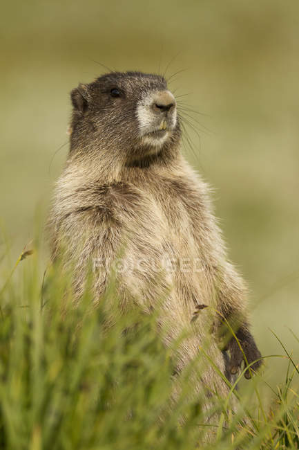 Olympic marmot standing in grassland of Washington, USA — Stock Photo