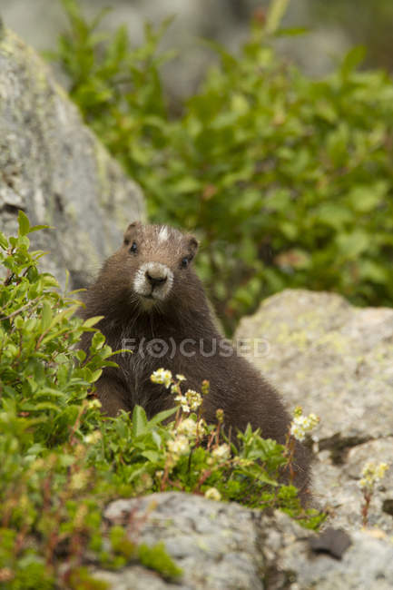 Marmotte brune de l'île de Vancouver assise sur des rochers dans un pré alpin, gros plan
. — Photo de stock