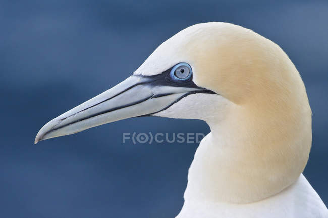Vista laterale della gannet settentrionale uccelli marini all'aperto . — Foto stock