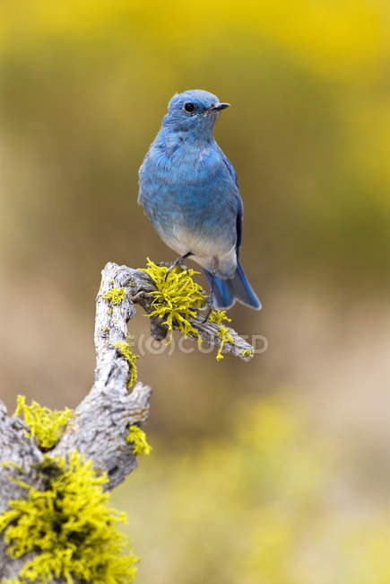 Pájaro azul de montaña sentado en una rama de árbol musgoso - foto de stock