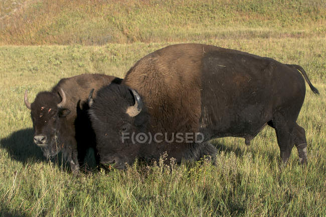 Bisontes americanos en pastizales verdes en Custer State Park, Dakota del Sur, EE.UU. - foto de stock
