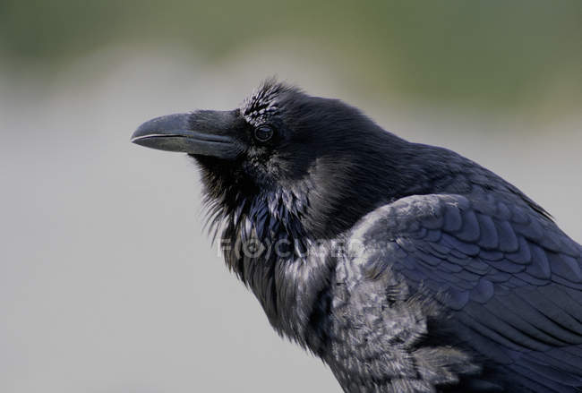 Side view of common raven outdoors. — Stock Photo