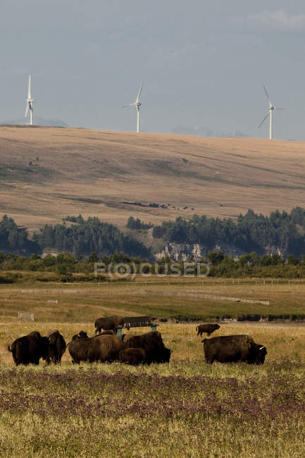 Rancho de bisontes y molinos de viento generadores de energía cerca de Pincher Creek, Alberta, Canadá . - foto de stock