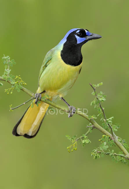 Pássaro jay verde empoleirado no galho da árvore, close-up . — Fotografia de Stock