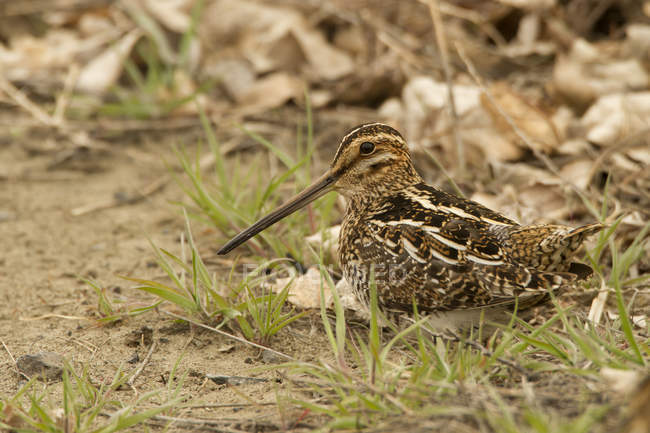 Wilsons snipe bird sitting on dry leaves outdoors — Stock Photo