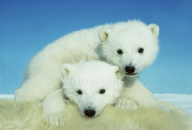 Детеныши полярных медведей обнимаются на мехе самки животных в снегу Арктической Канады . — стоковое фото
