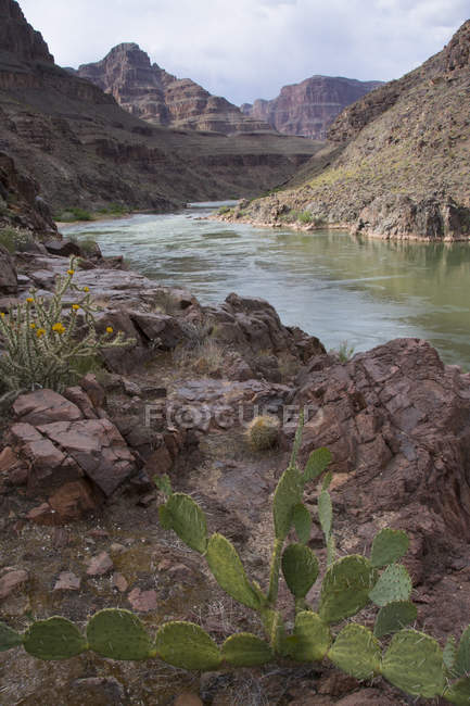 Opuntia basilaris cacti in crescita presso Colorado River, Grand Canyon, Arizona, USA — Foto stock