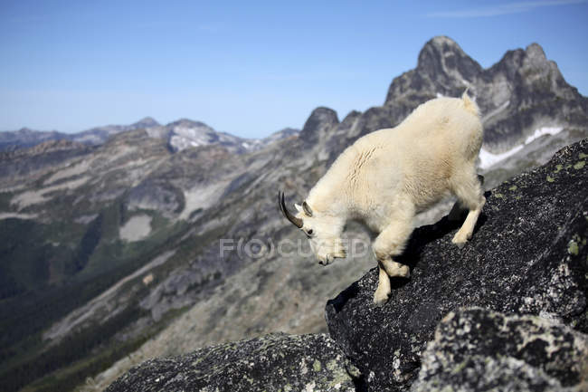 Escalada de cabras de montaña desde rocas en el Parque Provincial del Valhalla, Canadá - foto de stock