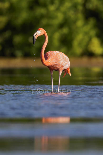 Pássaro flamingo americano alimentando-se na água da lagoa em Cuba . — Fotografia de Stock