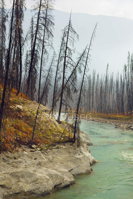 Vermilion river by Floe Lake Trail of Kootenay National Park, British Columbia, Canadá — Fotografia de Stock