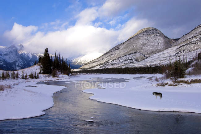 Gray wolf standing on snowy shore of river in Jasper National Park, Alberta, Canada — Stock Photo