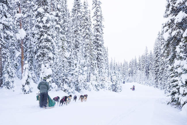Туристы наслаждаются катанием на собачьих упряжках зимой, озеро Луиза, Национальный парк Банф, Альберта, Канада — стоковое фото