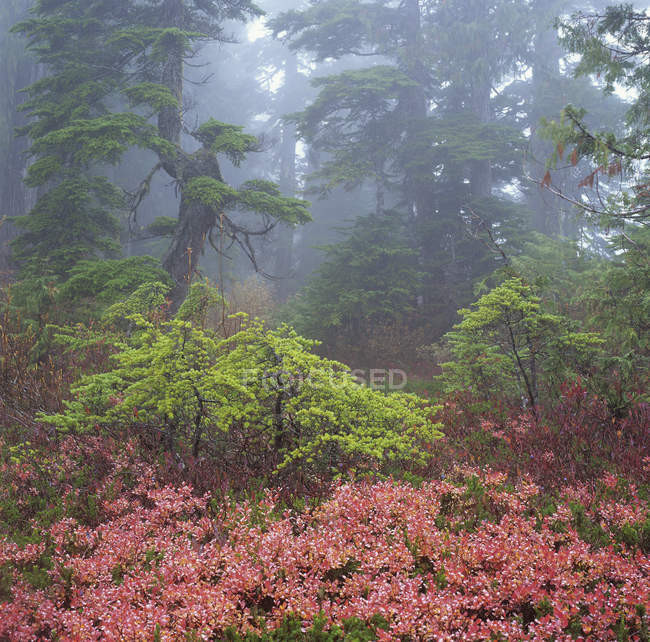 Fogliame autunnale nella vecchia foresta in crescita, Sunshine Coast, British Columbia, Canada . — Foto stock
