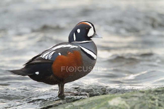 Harlequin duck standing on shore by water, close-up. — Stock Photo