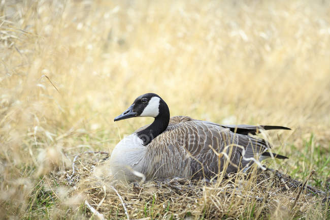 Canada goose nesting in meadow of Manitoba, Canada — Stock Photo