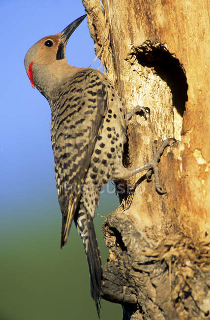 Yellow-shafted northern flicker perched at tree hollow, close-up. — Stock Photo