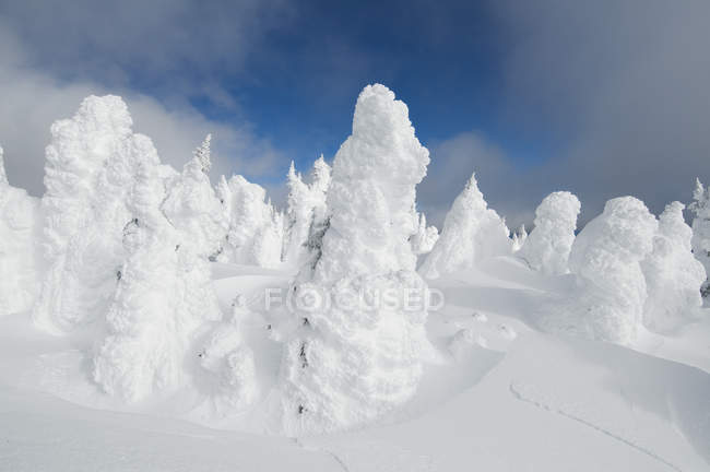 Сніг накривав дерева на сонці вершини гірськолижного курорту поблизу Kamloops, Британська Колумбія, Канада — стокове фото