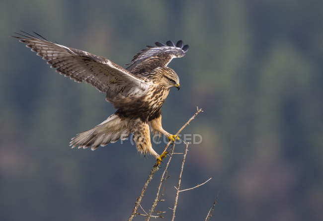 Rough-legged hawk landing on tree twigs — Stock Photo