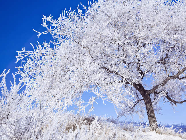 Hoarfrost covered tree against clear blue sky in Winnipeg, Manitoba, Canada. — Stock Photo