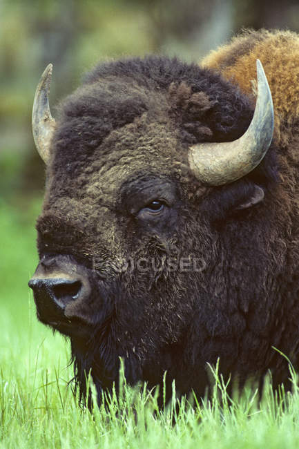 Bull bison grazing in prairie of Alberta, Canada — Stock Photo