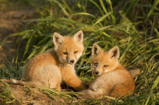 Red fox kits lying in green meadow grass. — Stock Photo