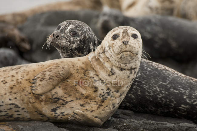 Harbor seals lying on rocks and looking in camera in water. — Stock Photo