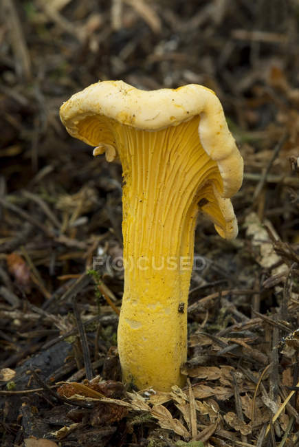 Golden chanterelle mushroom growing on forest ground, close-up. — Stock Photo