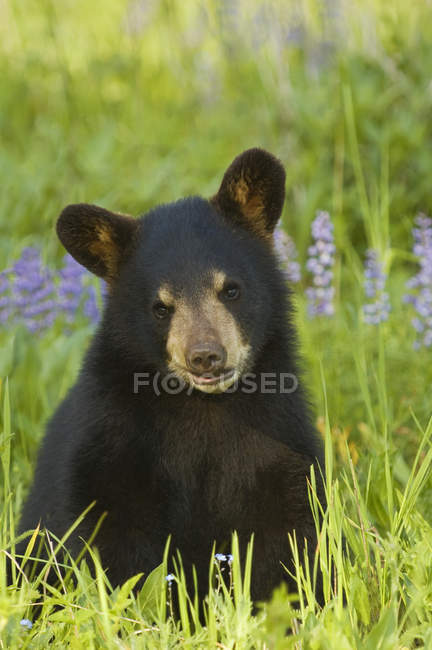 Black bear cub in spring meadow, portrait. — Stock Photo
