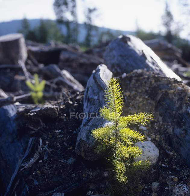Douglas fir seedling in soil with rocks outdoors — Stock Photo