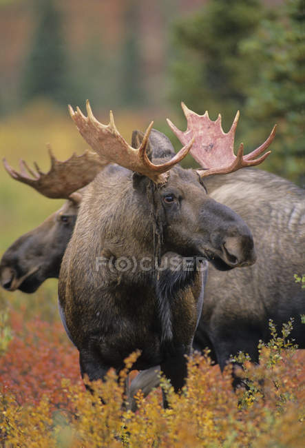 Männlicher Elch im herbstlichen Denali-Nationalpark, Alaska, Vereinigte Staaten von Amerika. — Stockfoto