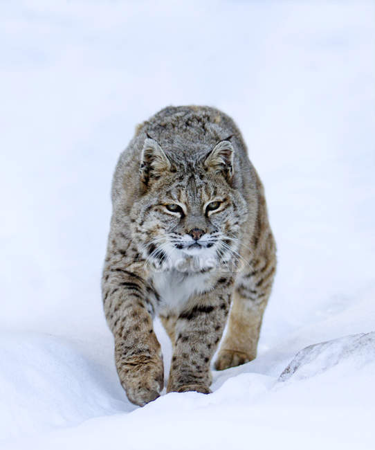 Bobcat selvaggio che cammina sulla neve all'aperto . — Foto stock