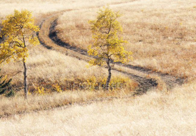 Fogliame autunnale in campagna rangeland di Porcupine Hills, Alberta, Canada . — Foto stock