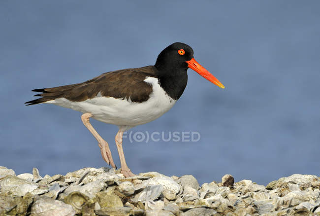 American oystercatcher walking on oyster bed shore — Stock Photo