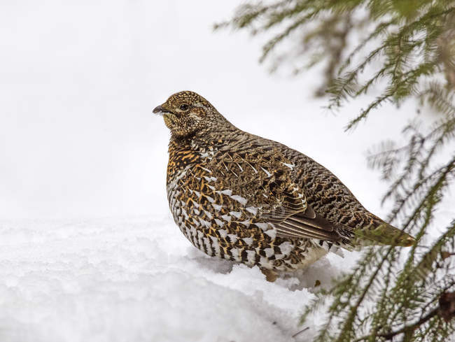 Close-up of female spruce grouse in snowy forest — Stock Photo