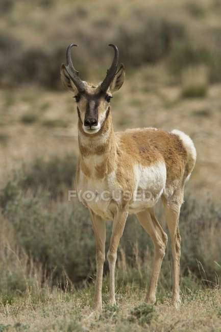 Pronghorn antelope standing on meadow grass. — Stock Photo