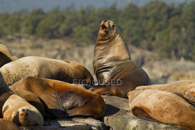 Leones marinos de California descansando en Race Rocks, Victoria, Columbia Británica, Canadá . - foto de stock