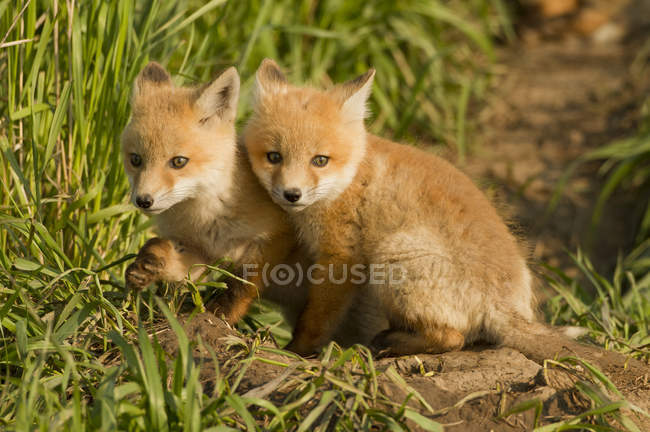 Red fox kits sitting in green meadow grass. — Stock Photo