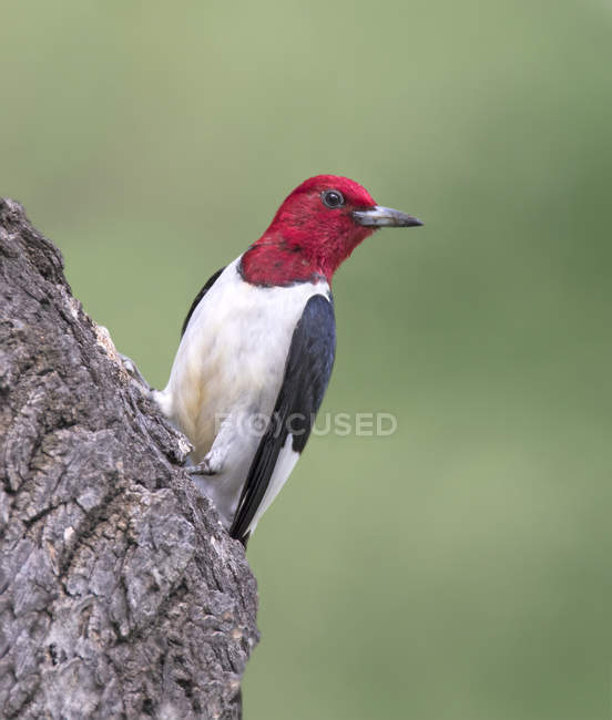 Red-headed woodpecker perched on tree in park. — Stock Photo