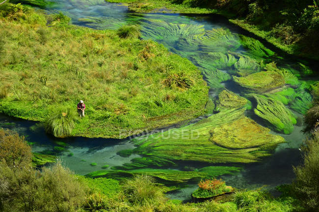 Hombre lejano pescando en el río Waihou verde, Nueva Zelanda - foto de stock