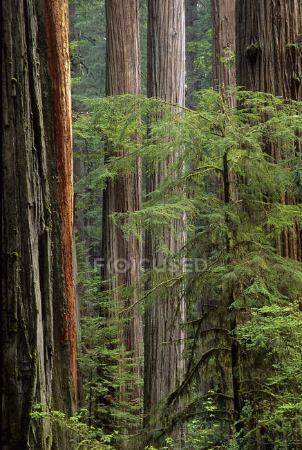 Séquoias côtiers dans les bois du nord de la Californie, États-Unis — Photo de stock