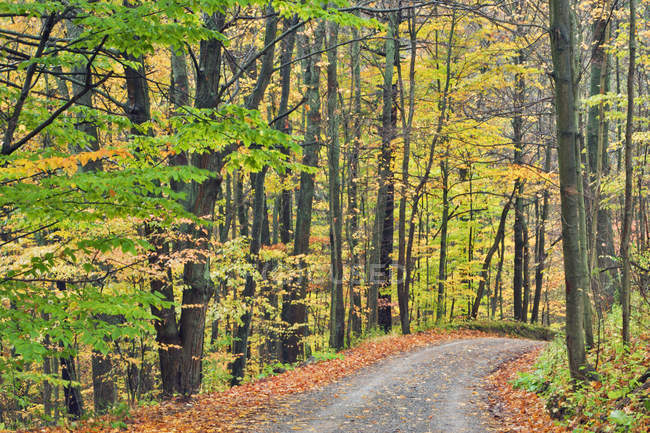 Orchard Hill Road in autumnal forest, Pelham, Ontário, Canadá — Fotografia de Stock