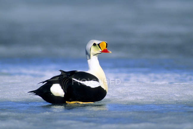 Male king eider resting on ice of frozen lake. — Stock Photo