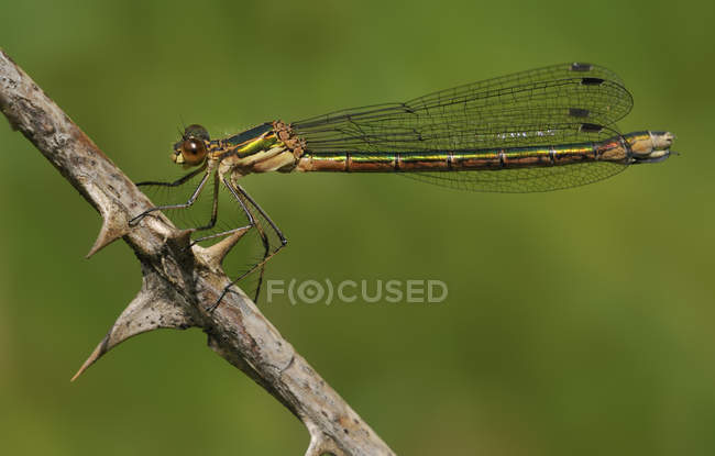 Emerald spreadwing dragonfly sitting on plant, close-up. — Stock Photo