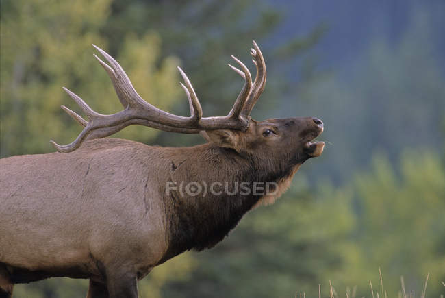 Side view of elk giving bugling call in Alberta, Canada. — Stock Photo
