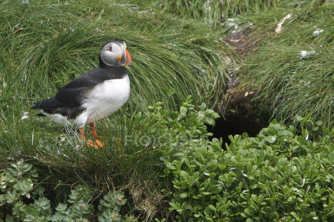 Atlantic puffin perched on grassy cliff near nest burrow. — Stock Photo