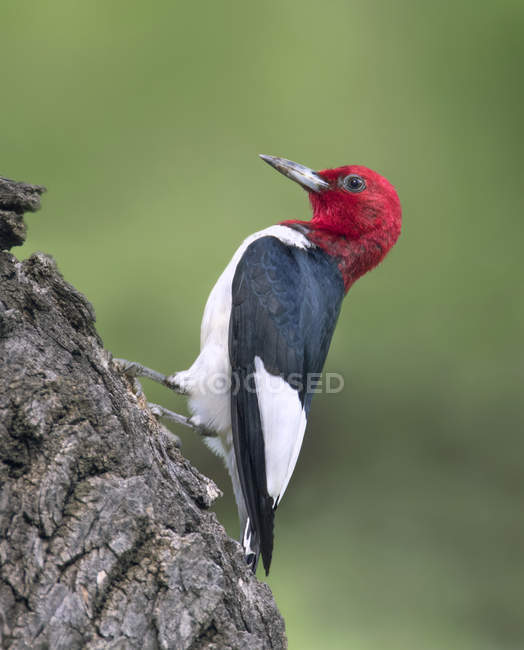 Red-headed woodpecker perched on tree in park. — Stock Photo
