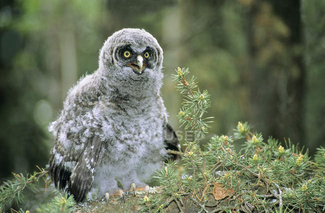 Owlet of great gray owl sitting on fir tree branch. — Stock Photo